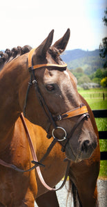 THALIA - Buckle bridle
