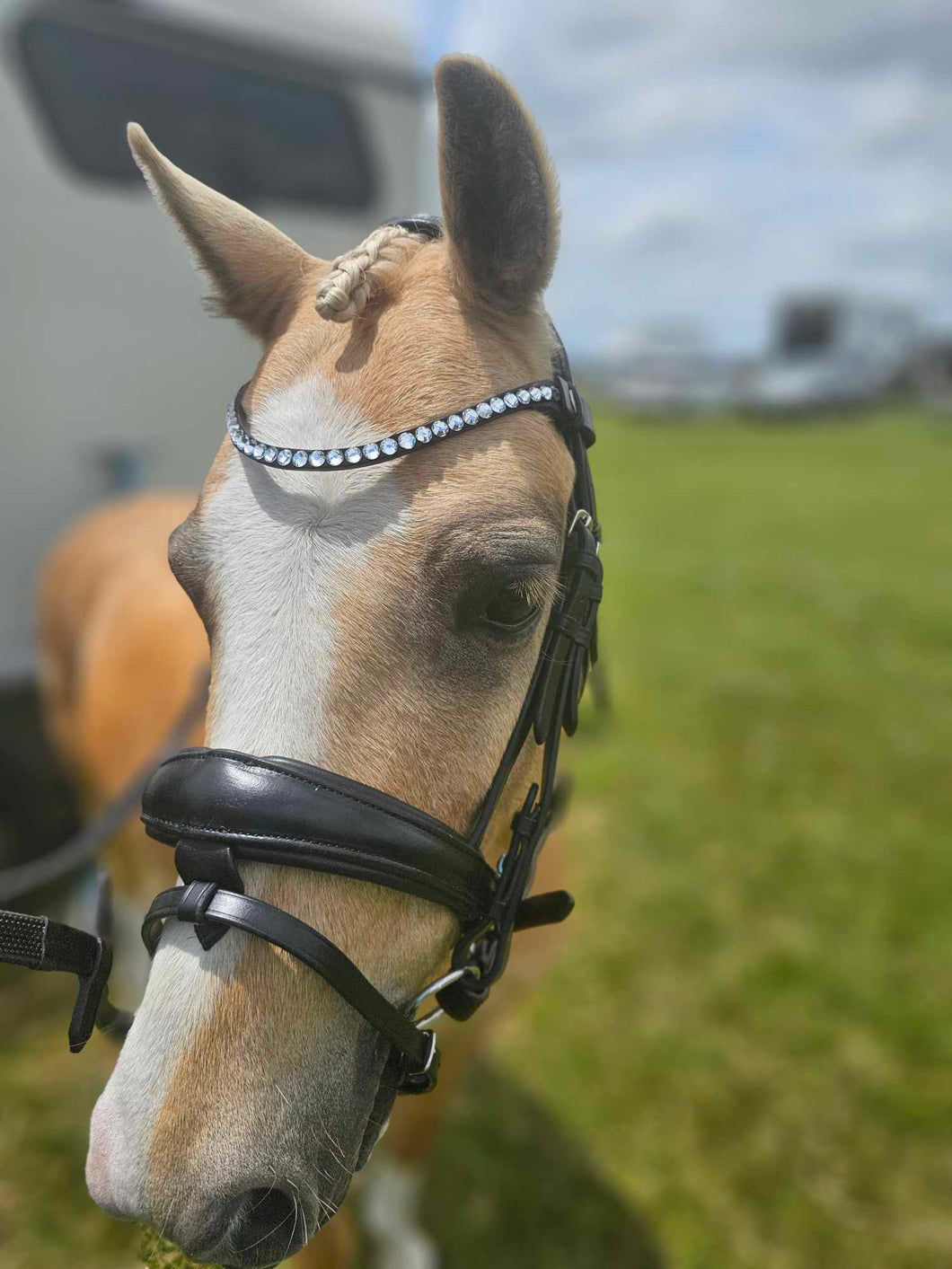 Dressage bridle (apollo)