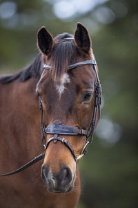 THALIA - Buckle bridle