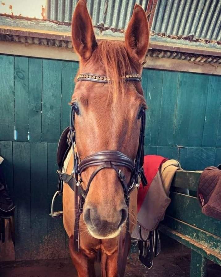 SIMPLE SNAFFLE
