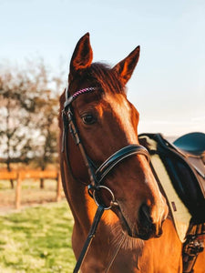HERCULES - Cavesson bridle