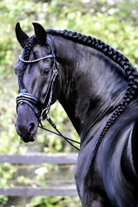 APHRODITE - Patent bridle