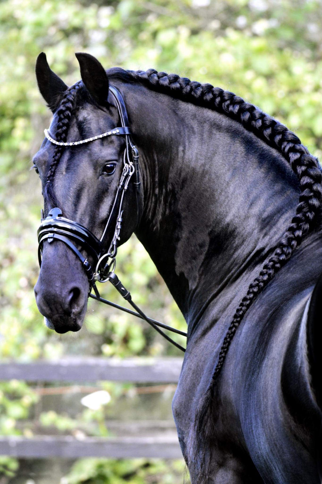 APHRODITE - Patent bridle
